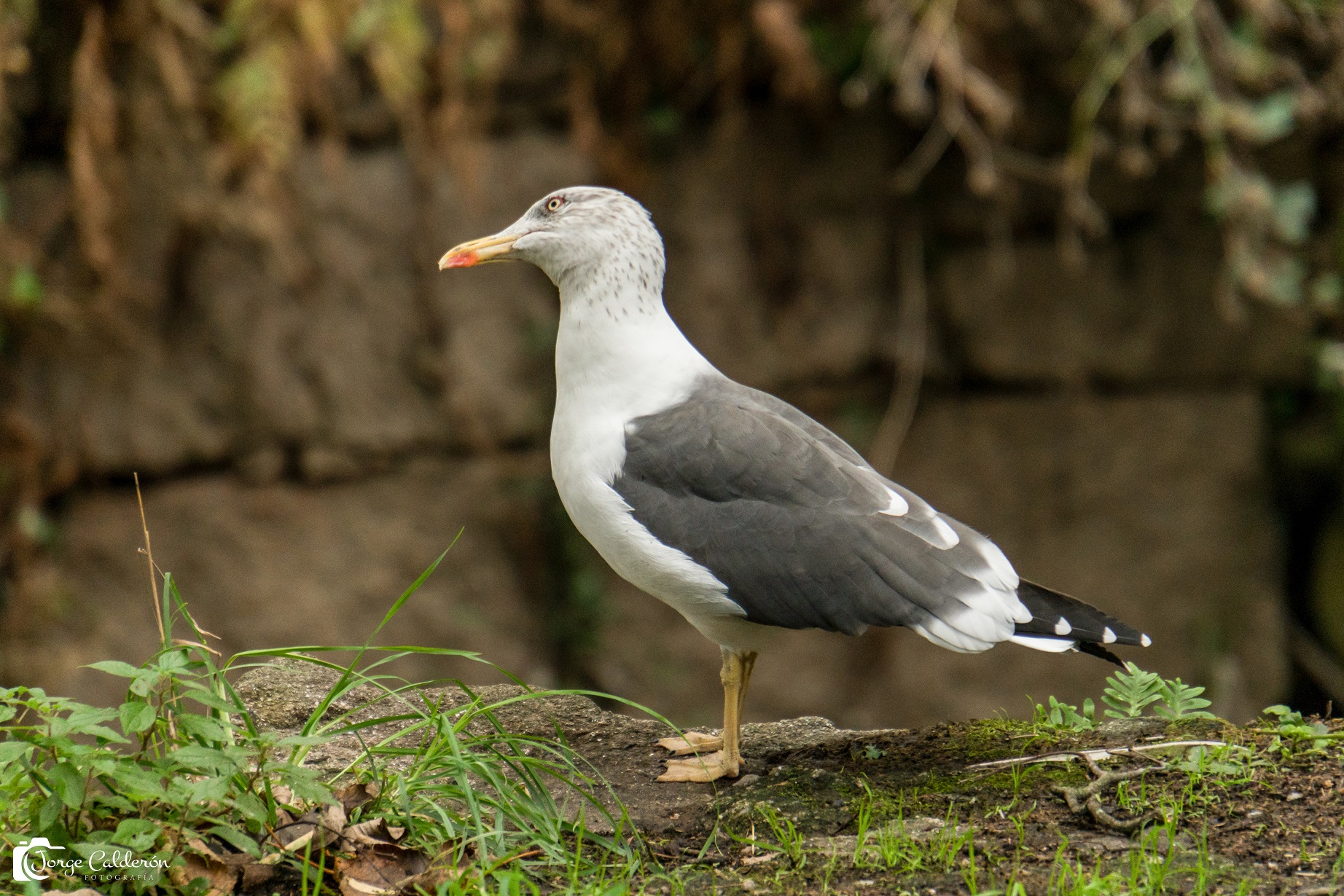 Aves